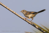 Luapula cisticola - Cisticola luapula