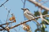 Black-backed Puffback - Dryoscopus cubla