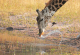 Giraffa camelopardalis angolensis