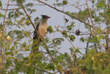 Levaillants Cuckoo - Clamator levaillantii