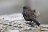 Tussacbird - Cinclodes antarcticus