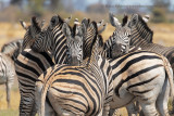 Plain Zebra - Equus quagga