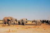 African Elephant - Loxodonta africana