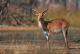 Red Lechwe - Kobus leche