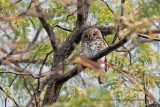 Barred Owlet - Glaucidium capense