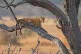 Leopard - Panthera pardus