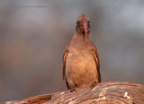 Bradfields Hornbill - Tockus bradfieldi