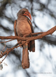 Bradfields Hornbill - Tockus bradfieldi