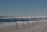 EE5A2375 Chincoteague NWR.jpg