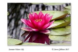 Summer Water Lily