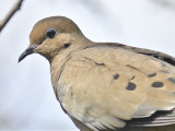 mourning dove BRD4735.JPG