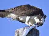 osprey BRD4773.JPG