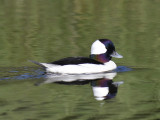 bufflehead BRD4871.JPG