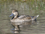 redhead BRD4909.JPG