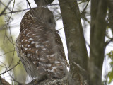 barred owl BRD5118.JPG