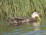 mottled duck BRD5295.JPG