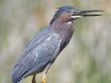 green heron BRD5707.JPG