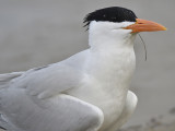 royal tern BRD5722.JPG