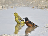 orchard oriole BRD6001.JPG