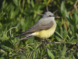 western kingbird BRD6281.JPG