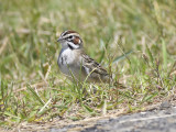 lark sparrow BRD6466.JPG