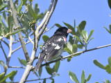 rose-breasted_grosbeak_BRD6431.JPG