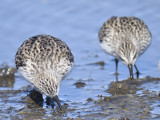 semipalmated sandpiper BRD6666.JPG