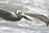 brown pelican BRD6768.JPG