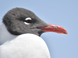 laughing gull BRD6755.JPG