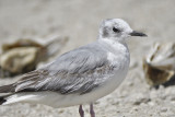 bonapartes gull BRD6829.JPG