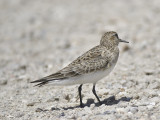 bairds sandpiper BRD6798.JPG