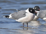 franklins gull BRD7080.JPG