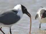 laughing gull BRD7211.JPG