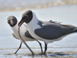 laughing gull BRD7221.JPG