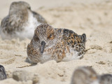 sanderling BRD7531.JPG