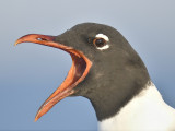 laughing gull BRD7773.JPG