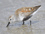 dunlin BRD8086.JPG