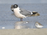 franklins gull BRD7862.JPG