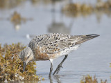 red knot BRD8008.JPG