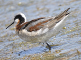 wilsons phalarope BRD8172.JPG