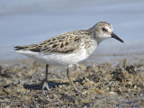 semipalmated sandpiper BRD8495.JPG