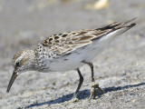 white-rumped sandpiper BRD8759.JPG