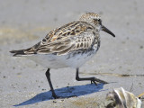 white-rumped sandpiper BRD8798.JPG