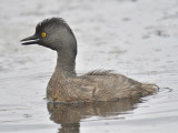 least grebe BRD9367.JPG