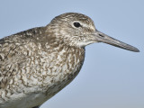 willet eastern BRD9632.JPG