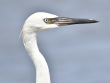 reddish egret BRD9690.JPG
