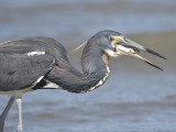 tricolored heron BRD9710.JPG