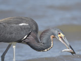 tricolored heron BRD9711.JPG