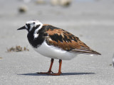 ruddy turnstone BRD9935.JPG