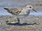 white-rumped sandpiper BRD9859.JPG